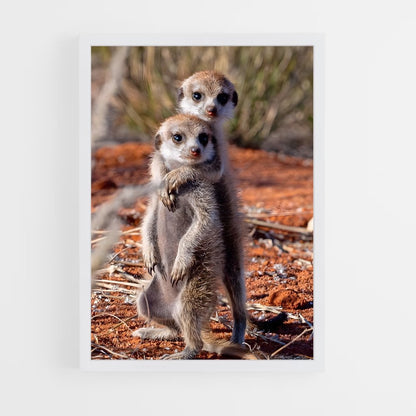 ap-meerkat-12 cadre Blanc