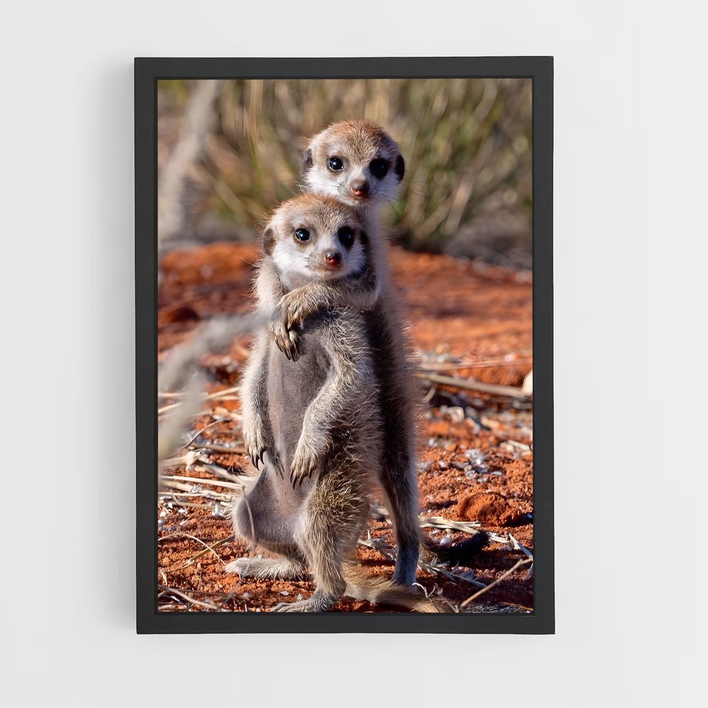 ap-meerkat-12 cadre Noir