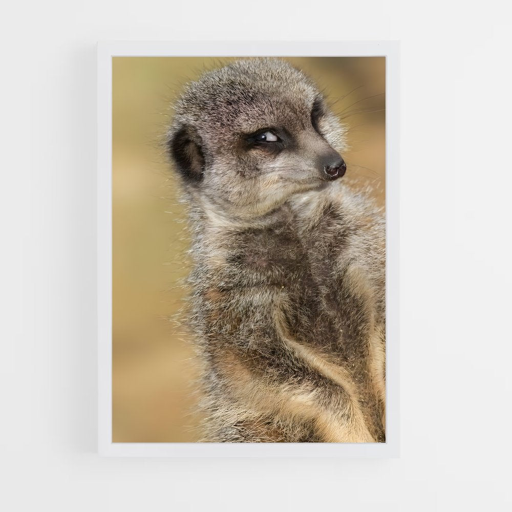 ap-meerkat-14 cadre Blanc