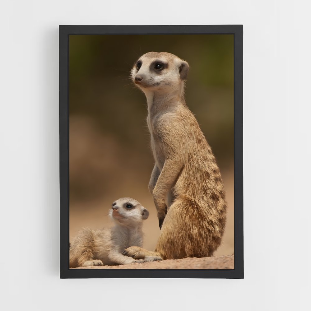 ap-meerkat-2 cadre Noir
