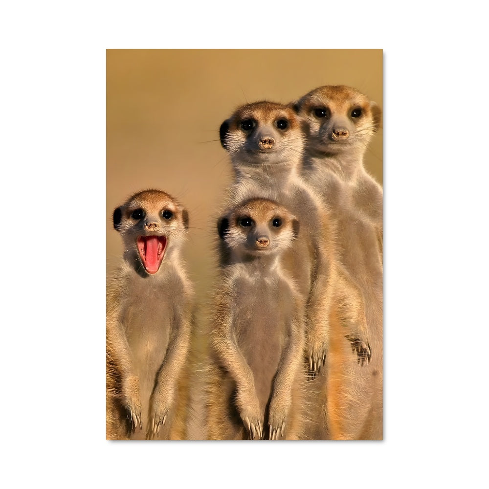 Poster Meerkat Mania