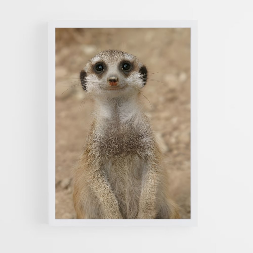 ap-meerkat-4 cadre Blanc