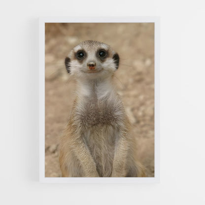 ap-meerkat-4 cadre Blanc