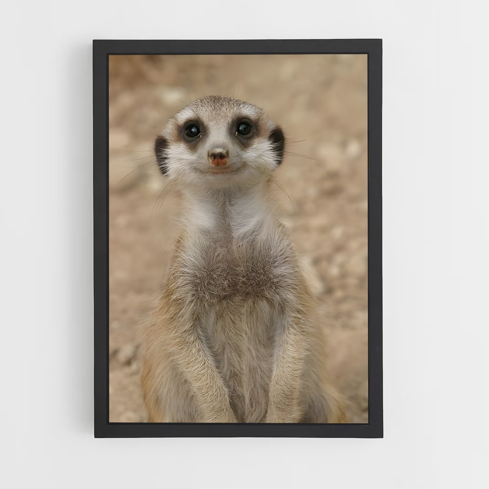ap-meerkat-4 cadre Noir