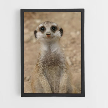 ap-meerkat-4 cadre Noir