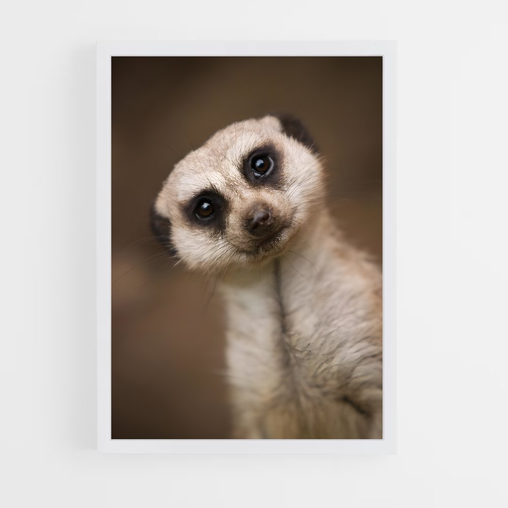 ap-meerkat-6 cadre Blanc