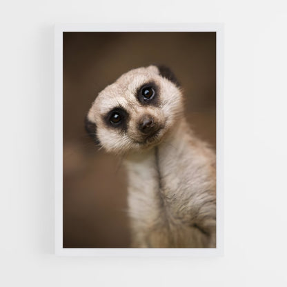 ap-meerkat-6 cadre Blanc