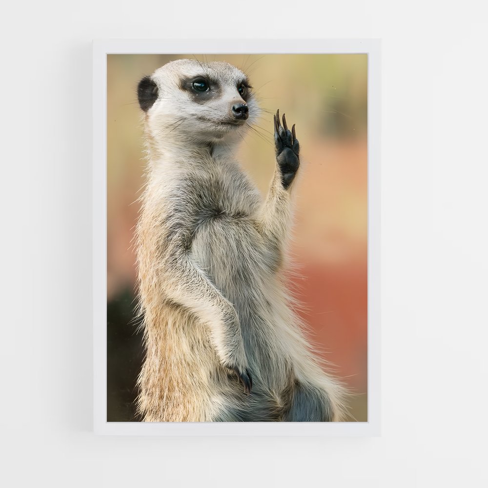 ap-meerkat-7 cadre Blanc
