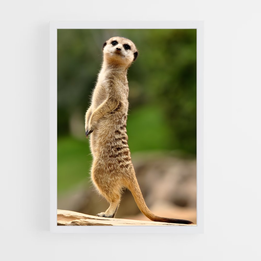 ap-meerkat-8 cadre Blanc