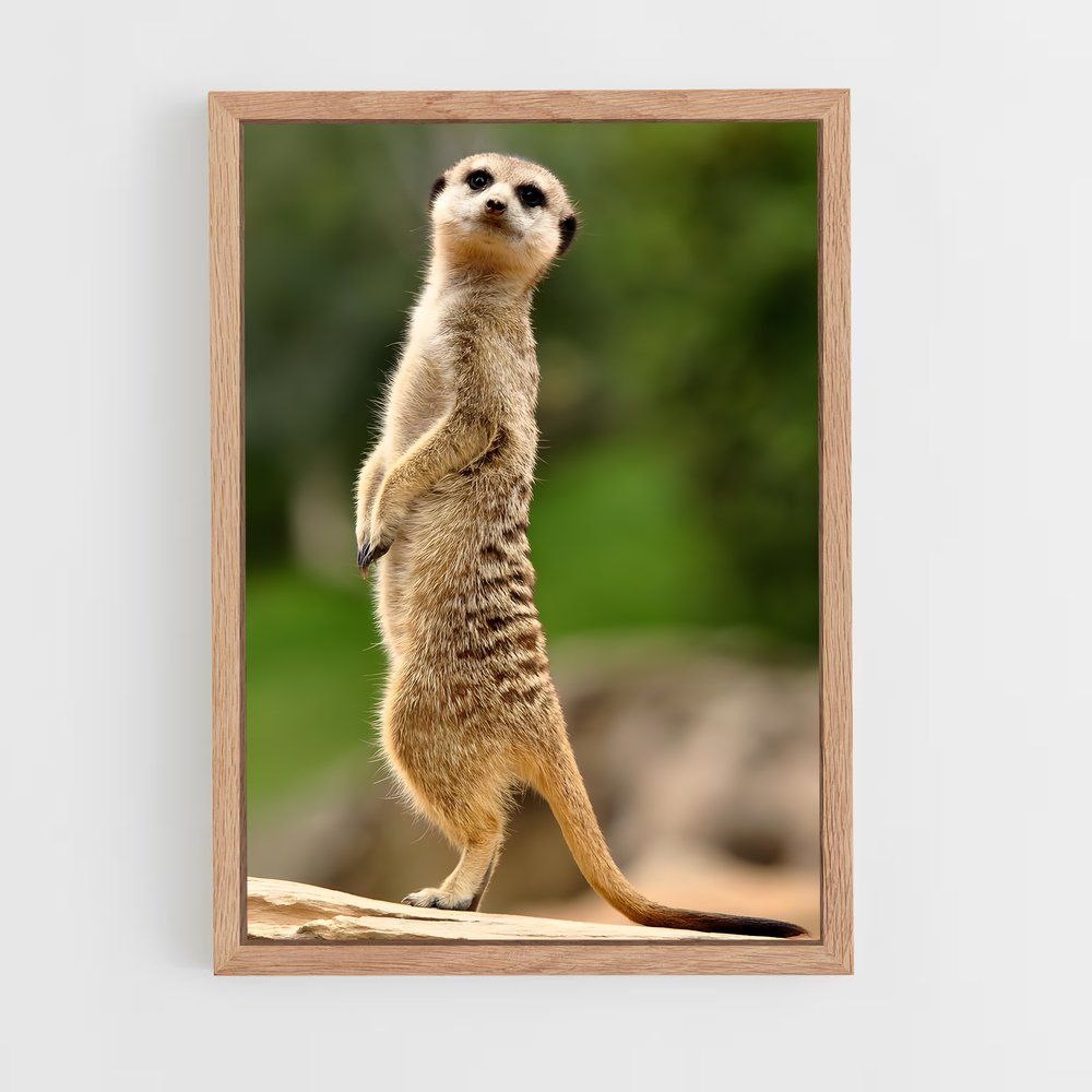 ap-meerkat-8 cadre Bois clair