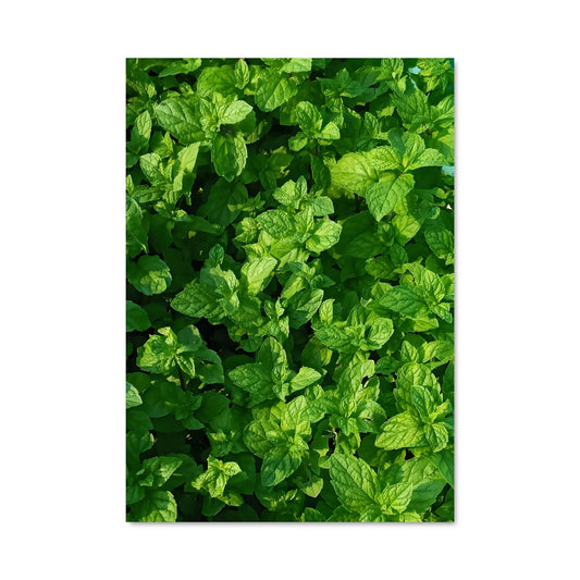 Poster Mint 96829