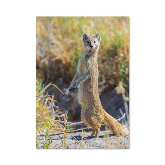 Poster Mongoose Stand Up