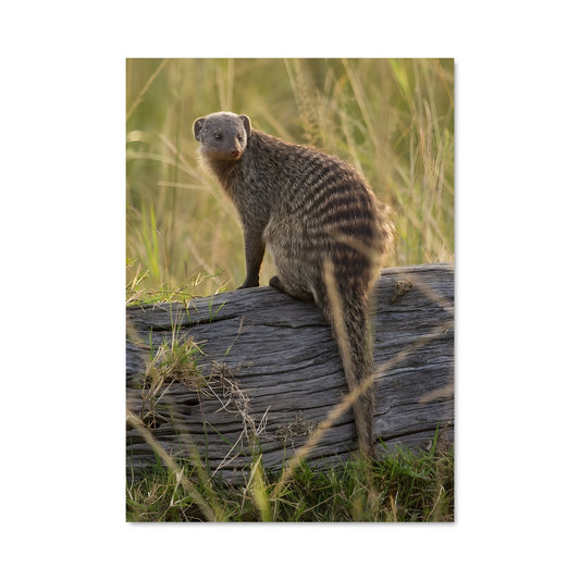 Poster Mongoose 83982