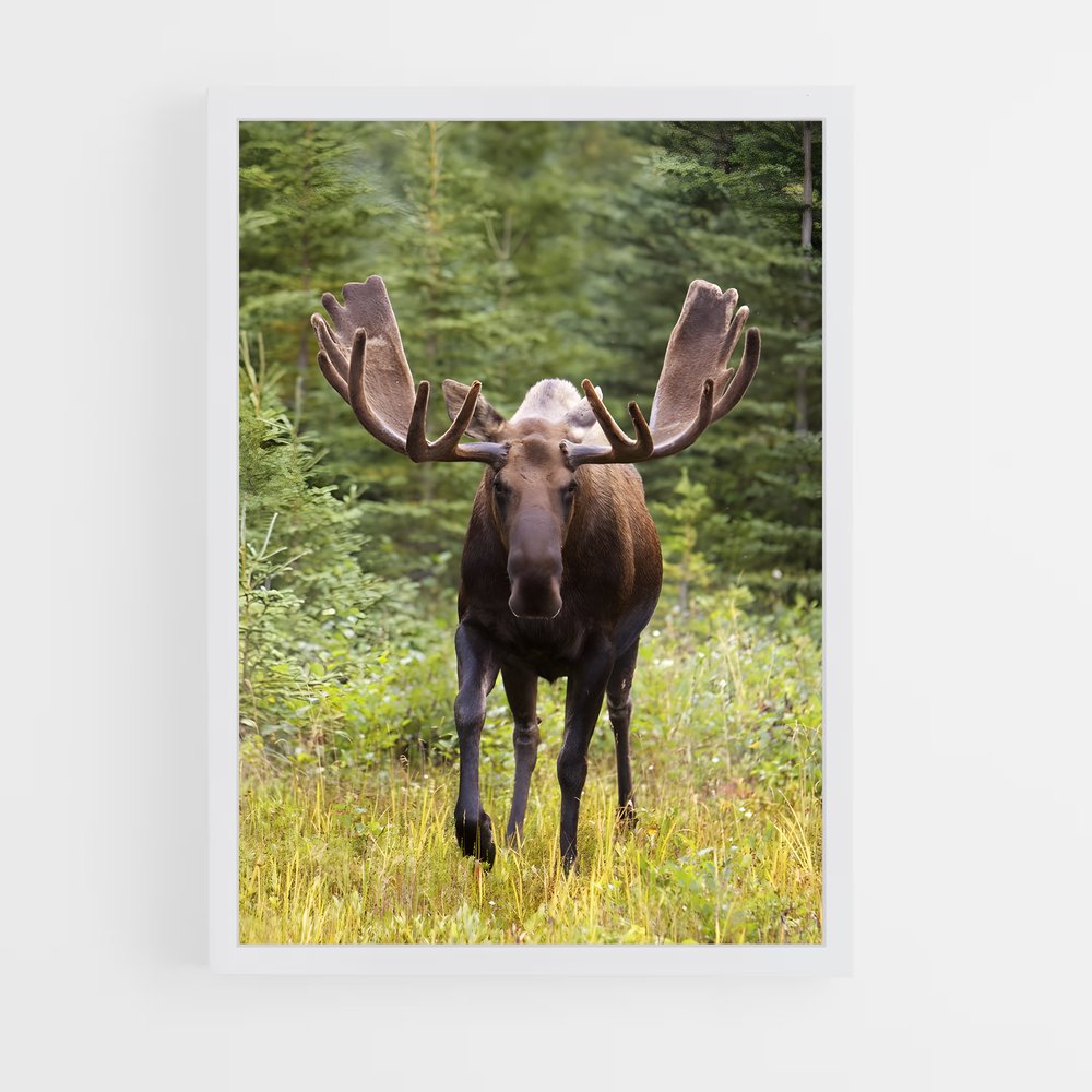 ap-moose-1 cadre Blanc