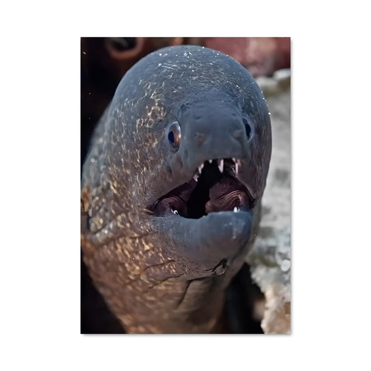 Poster L'Etreinte du Murène