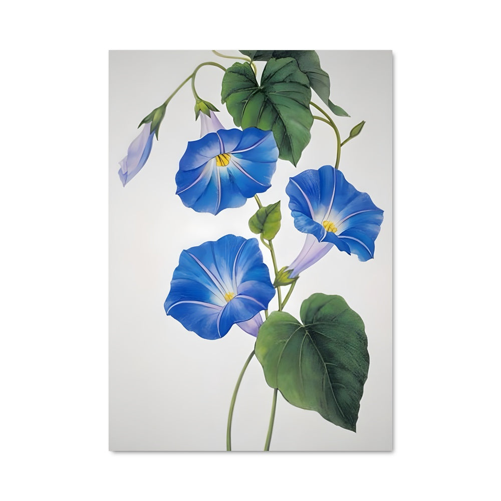 Poster Morning glory 96650