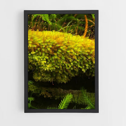 ap-moss-7 cadre Noir