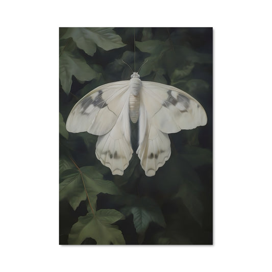Poster Papillon d'Argent