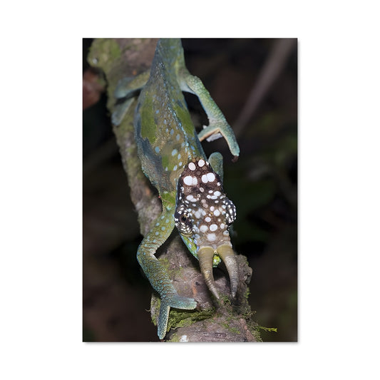 Poster Caméléon des Brumes