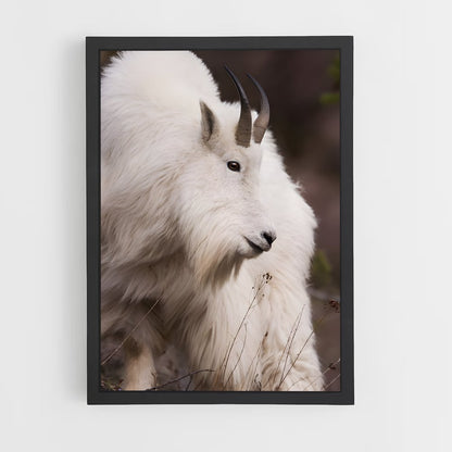 ap-mountain goat-10 cadre Noir