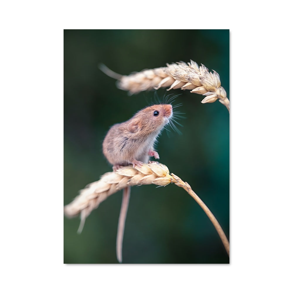 Poster La Souris Botaniste