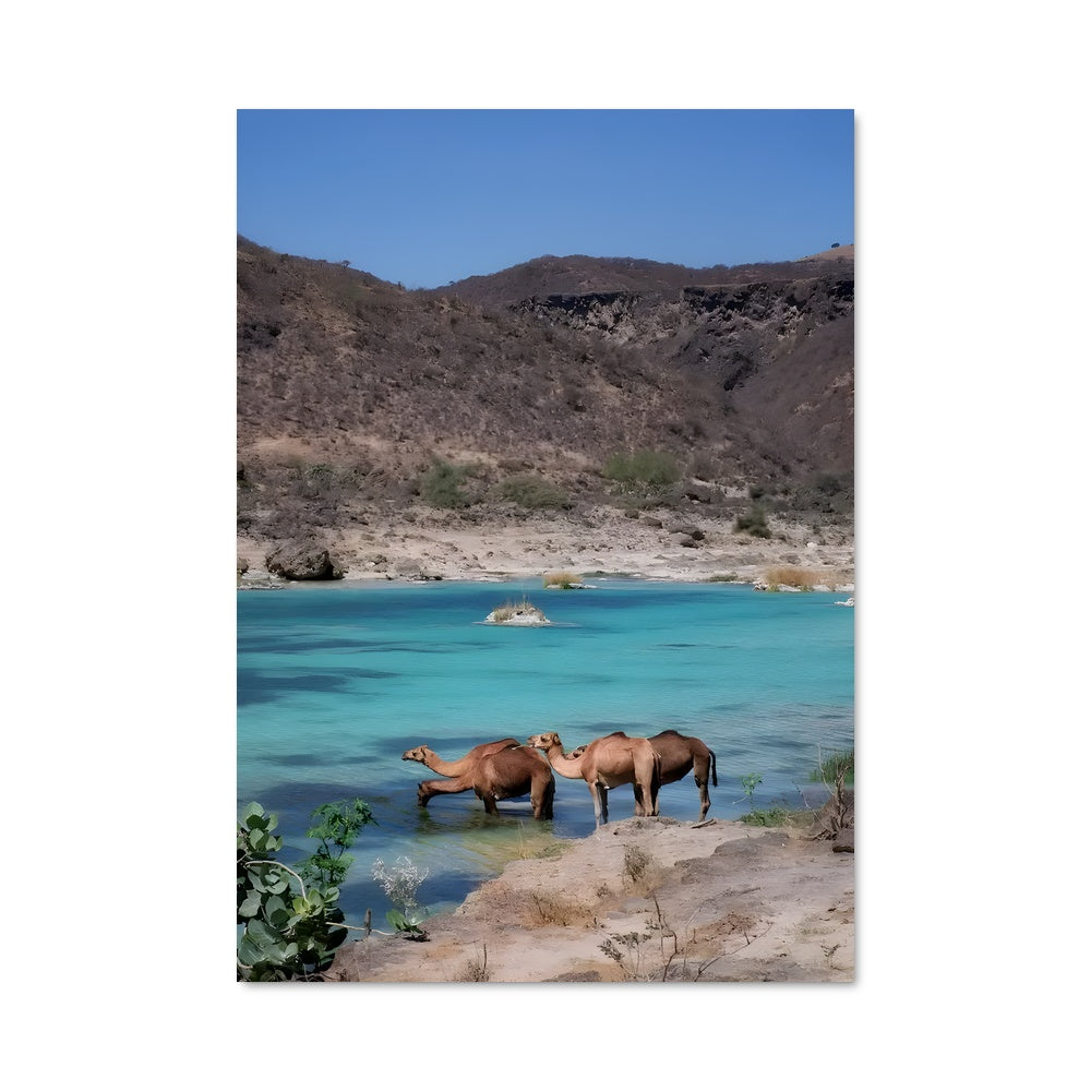 Poster Oasis des Dromadaires