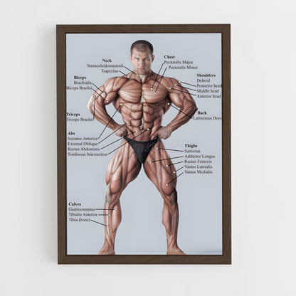 ap-muscle-3 cadre Bois foncé