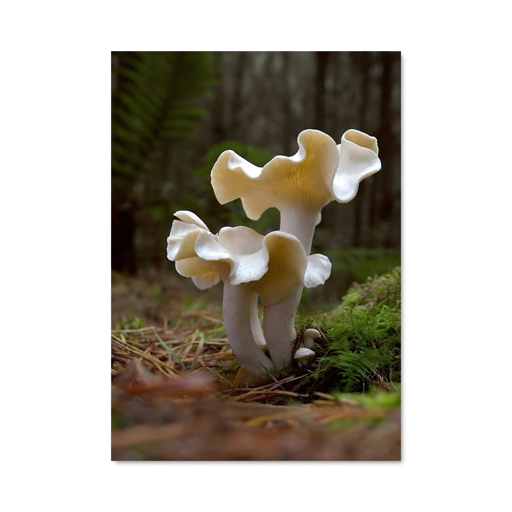 Poster Champignon Enchanté