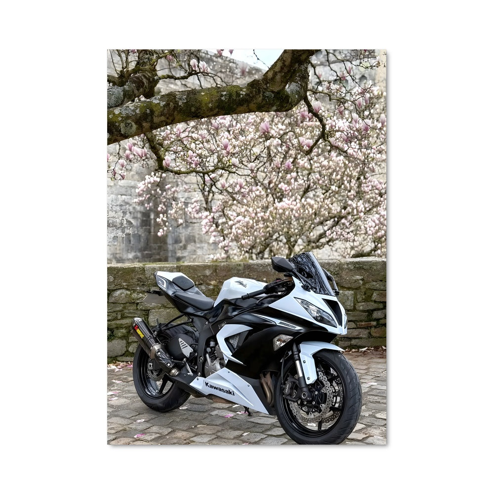 Poster Ninja en Liberté