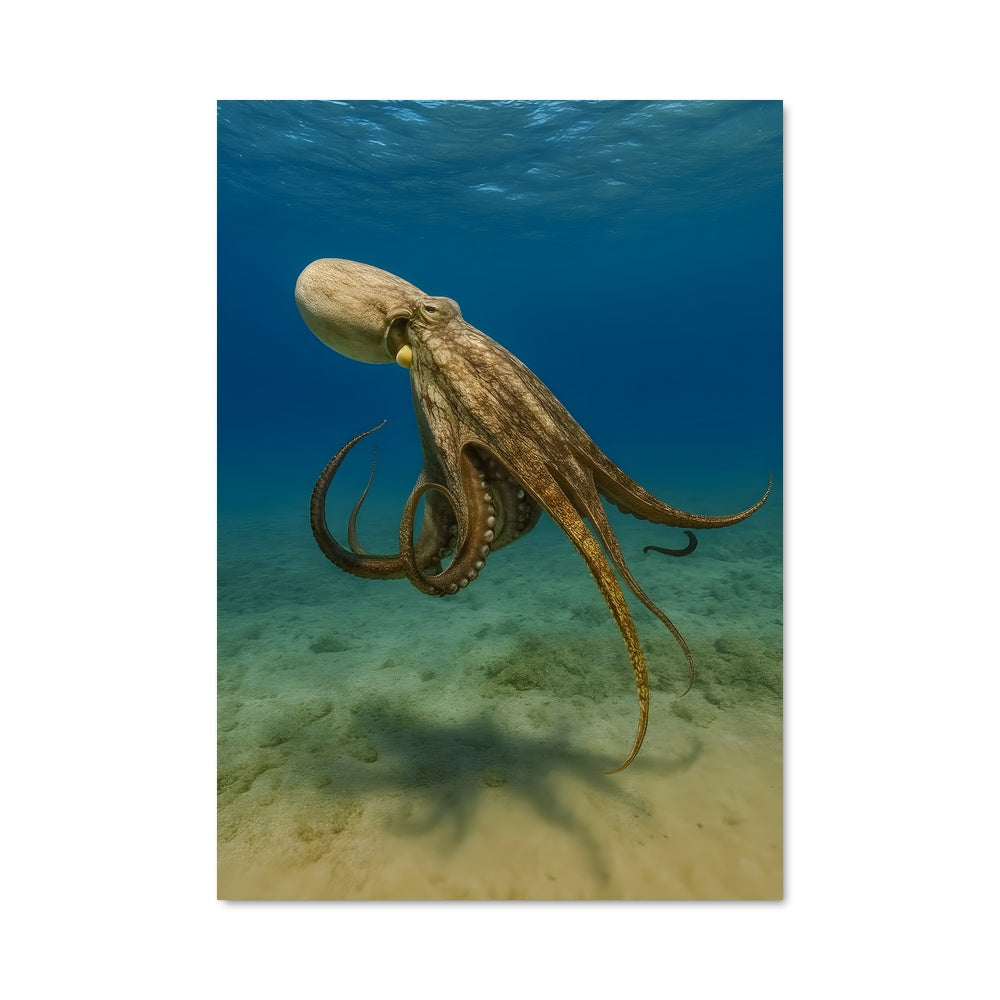 Poster Octopus 84052