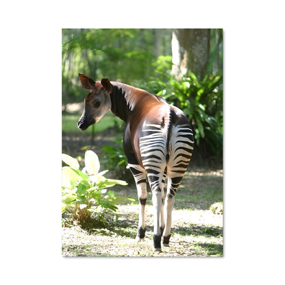 Poster Zèbre à l'Ombre