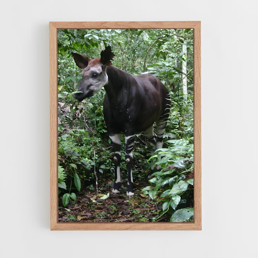ap-okapi wildlife reserve-2 cadre Bois clair
