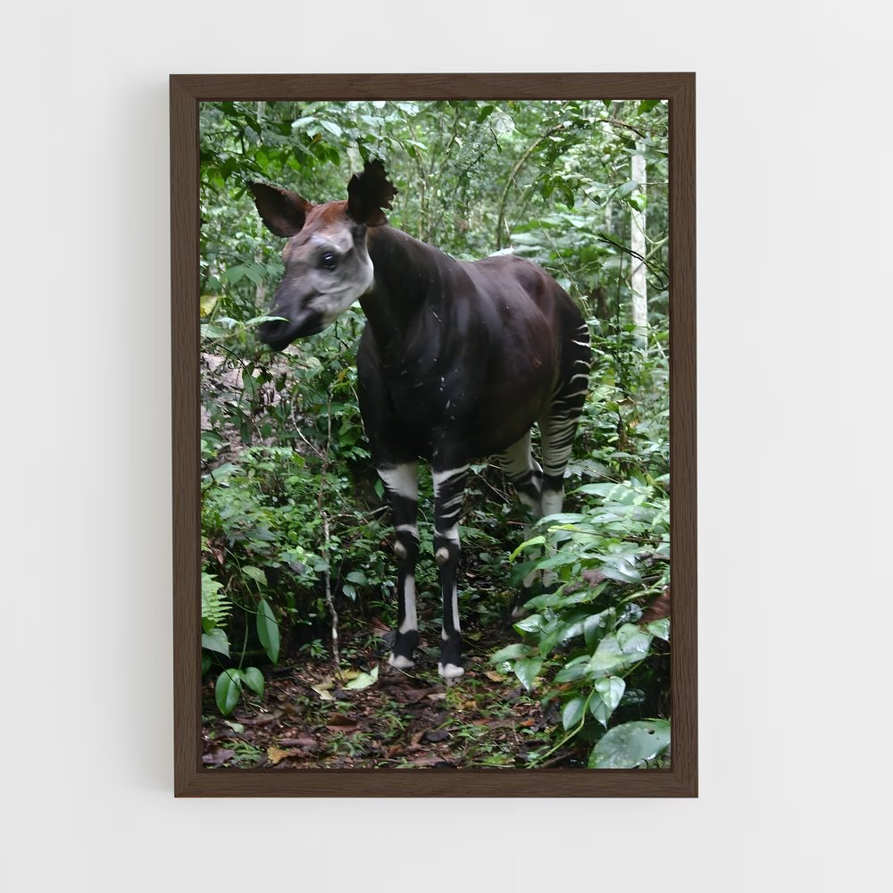 ap-okapi wildlife reserve-2 cadre Bois foncé