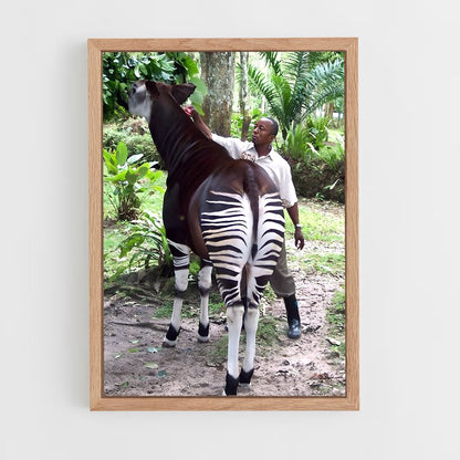 ap-okapi wildlife reserve-3 cadre Bois clair