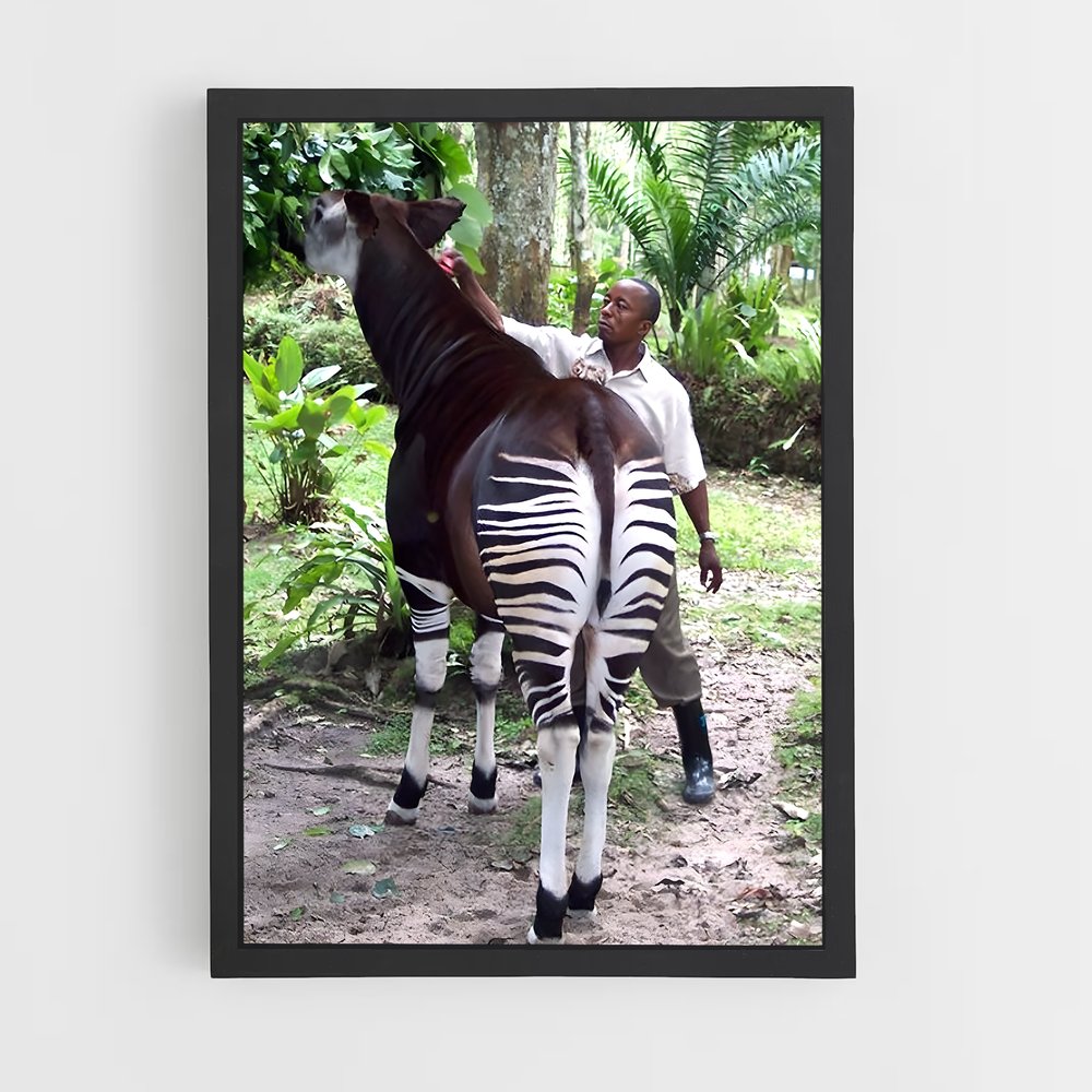 ap-okapi wildlife reserve-3 cadre Noir