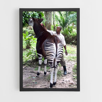 ap-okapi wildlife reserve-3 cadre Noir