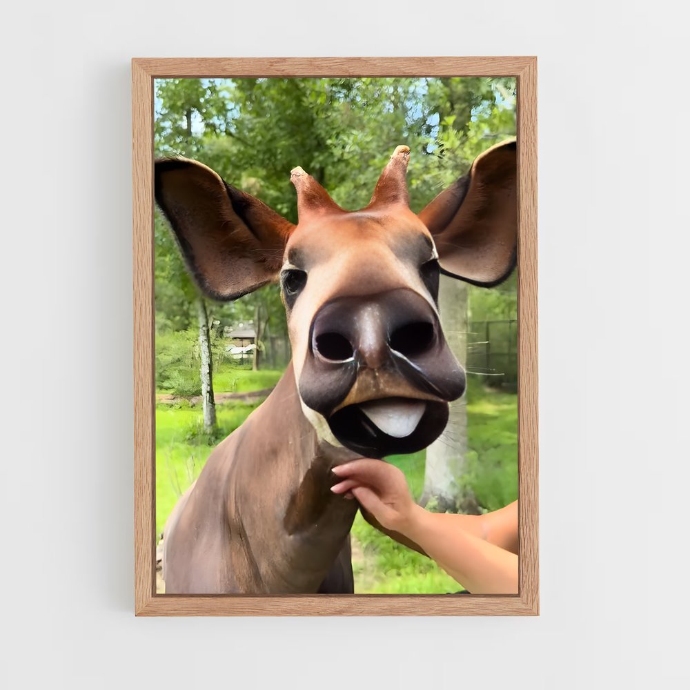 ap-okapi wildlife reserve-4 cadre Bois clair