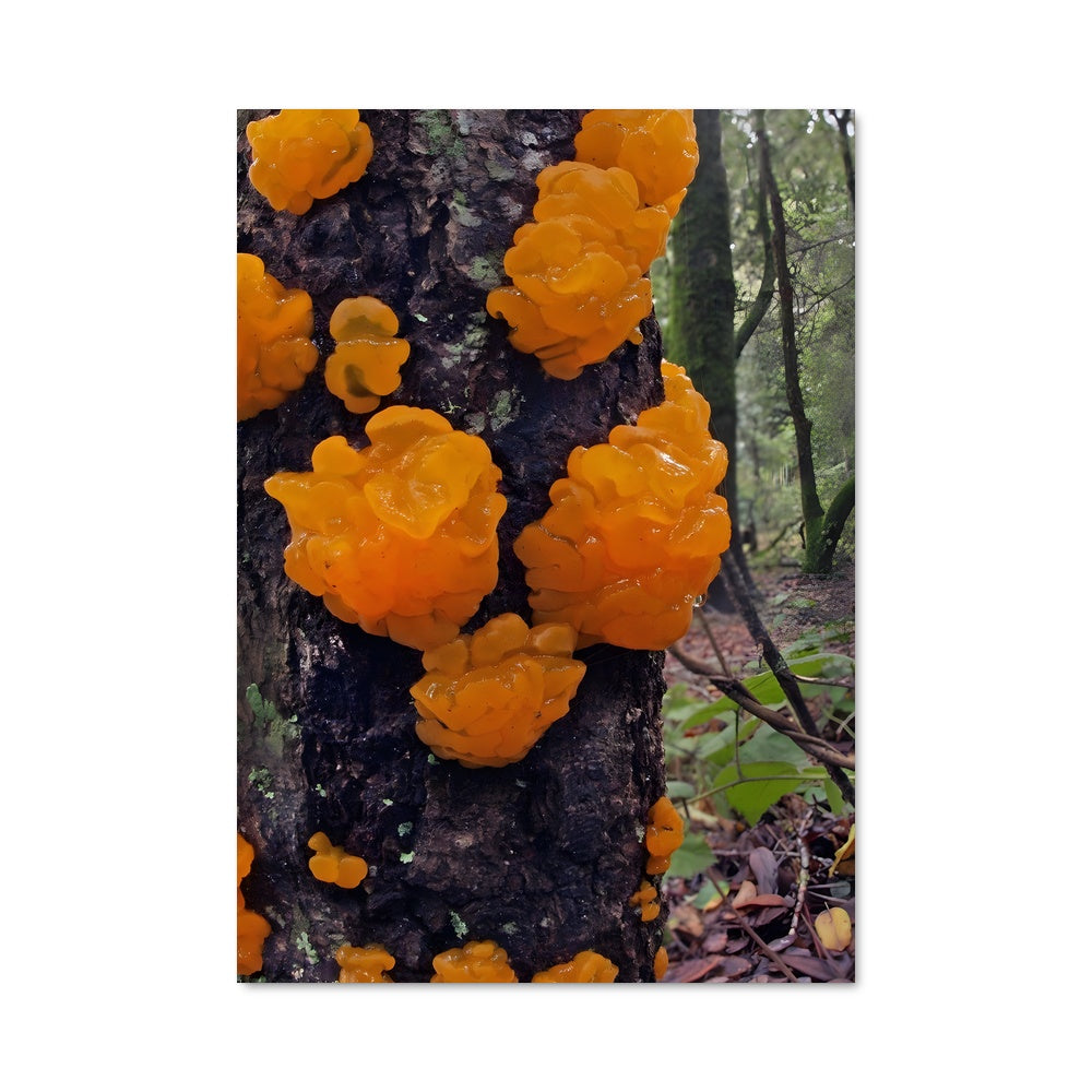 Poster Champignons Zestes