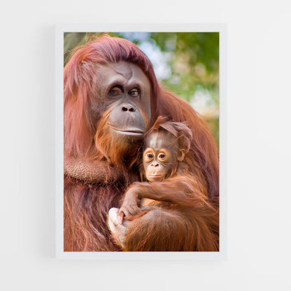 ap-orangutan-3 cadre Blanc