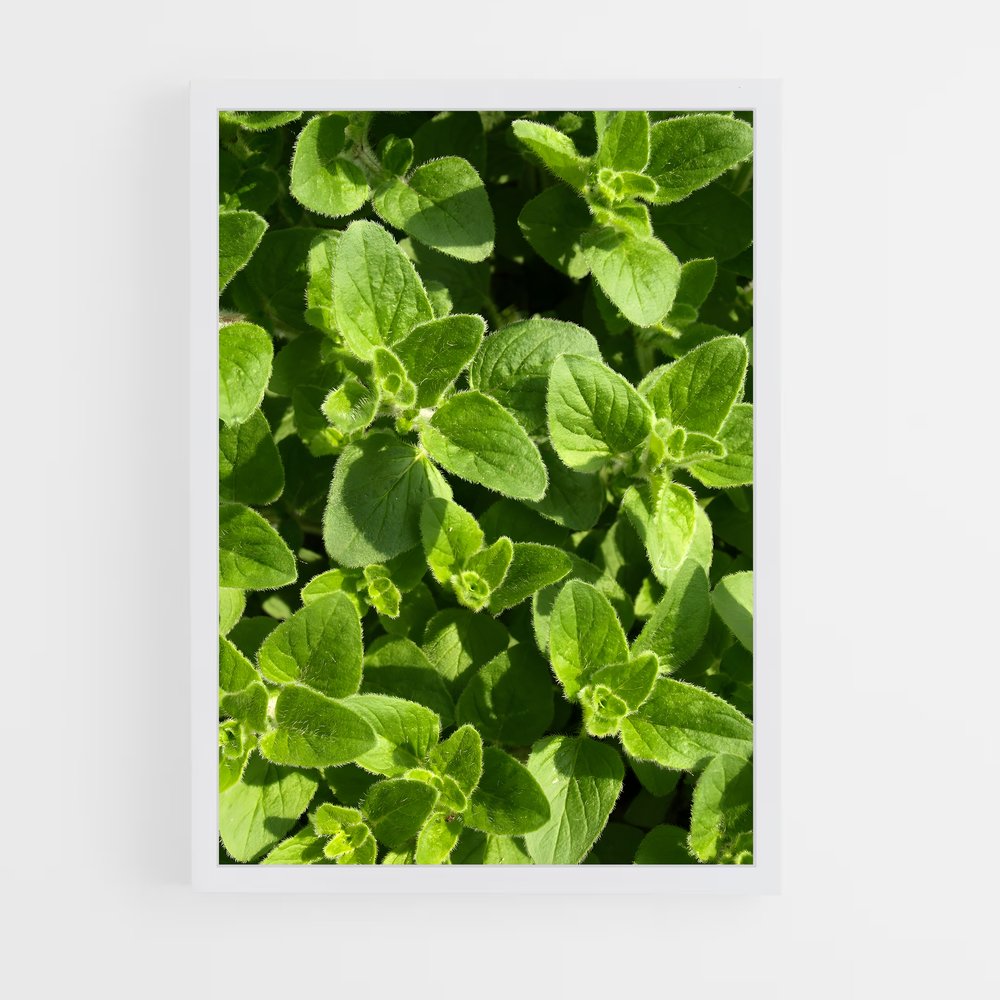 ap-oregano-5 cadre Blanc