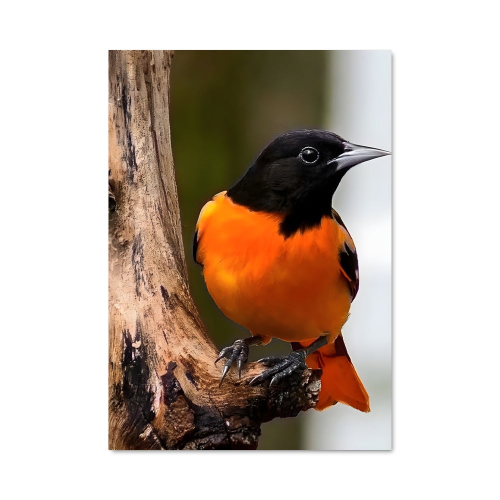 Poster Chant du Merle