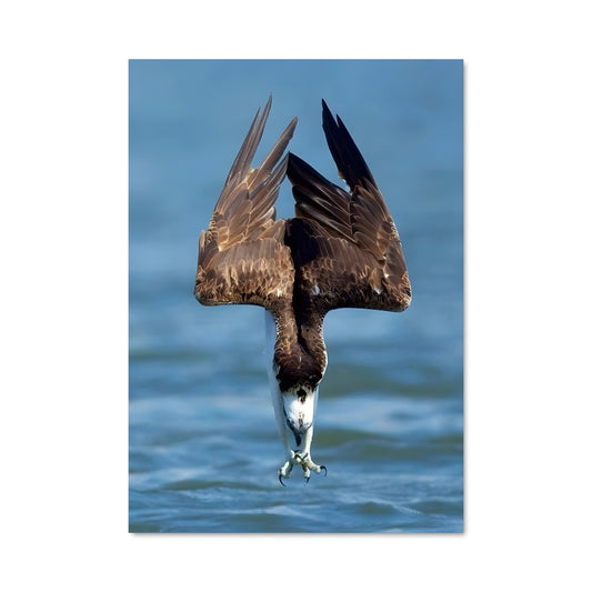Poster Osprey 84071