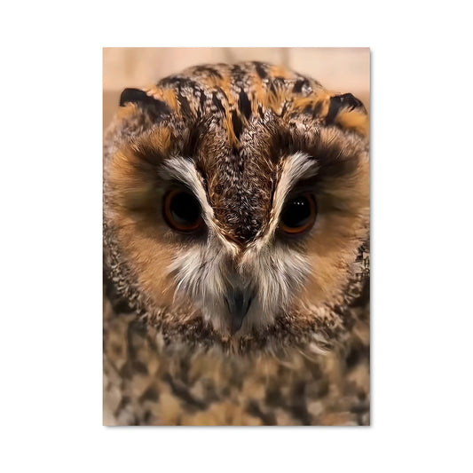 Poster Hibou Mystique
