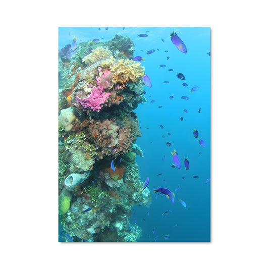 Poster Palikir 93509