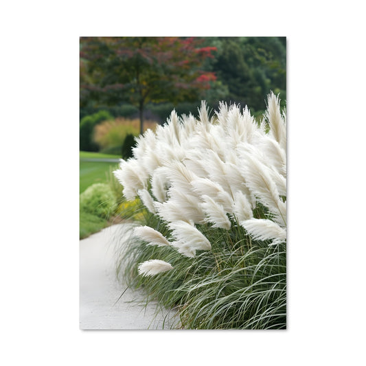 Poster Plume de Pampas