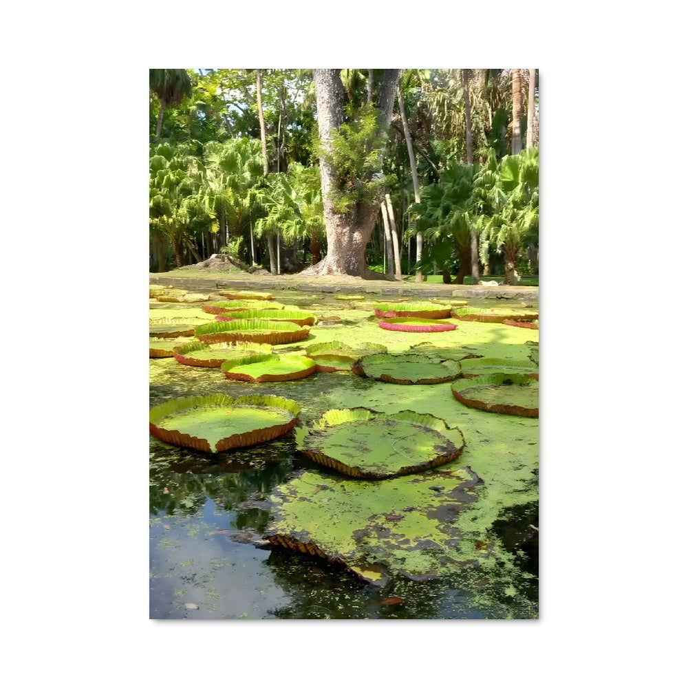 Poster Pamplemousses botanical garden 86793