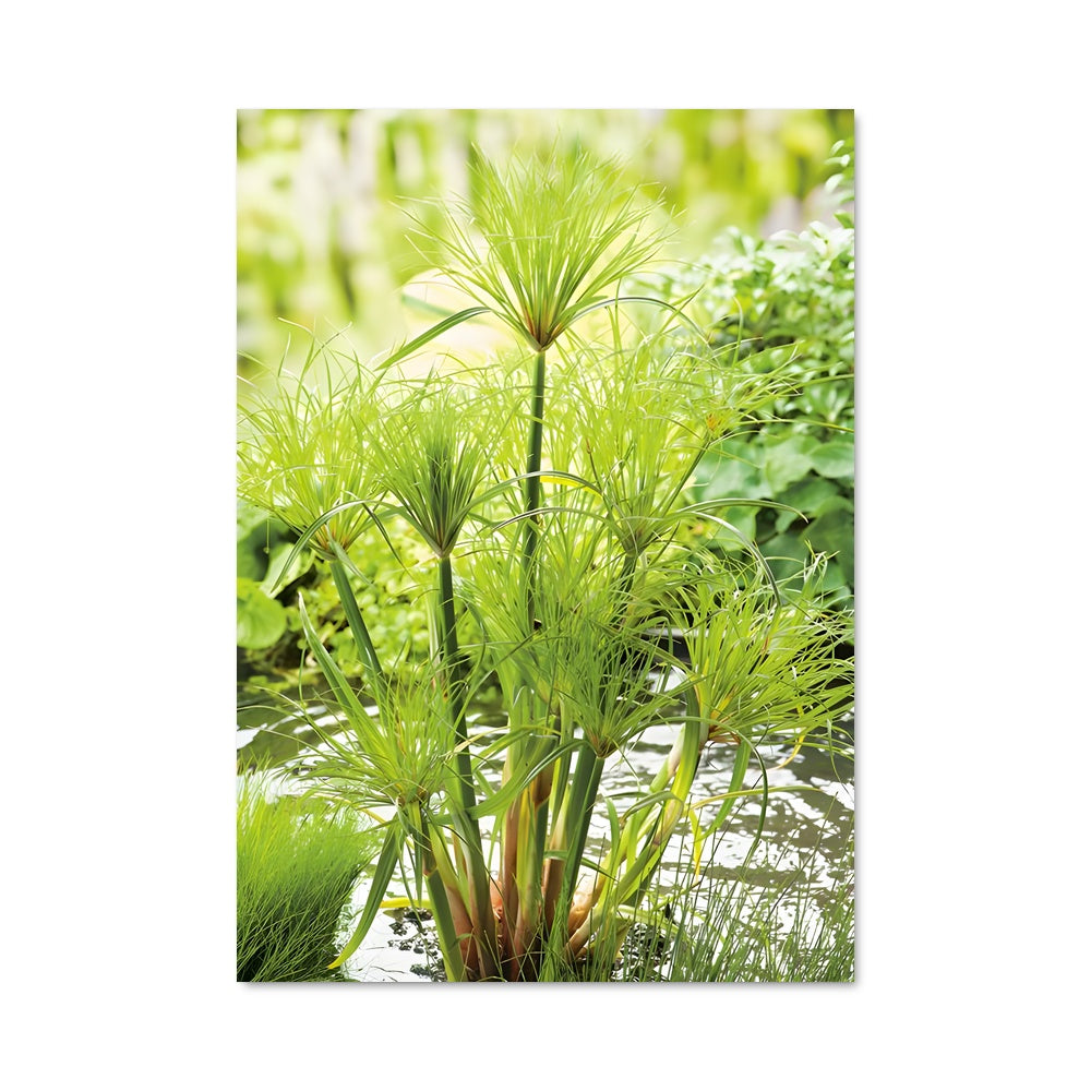 Poster Papyrus 96271