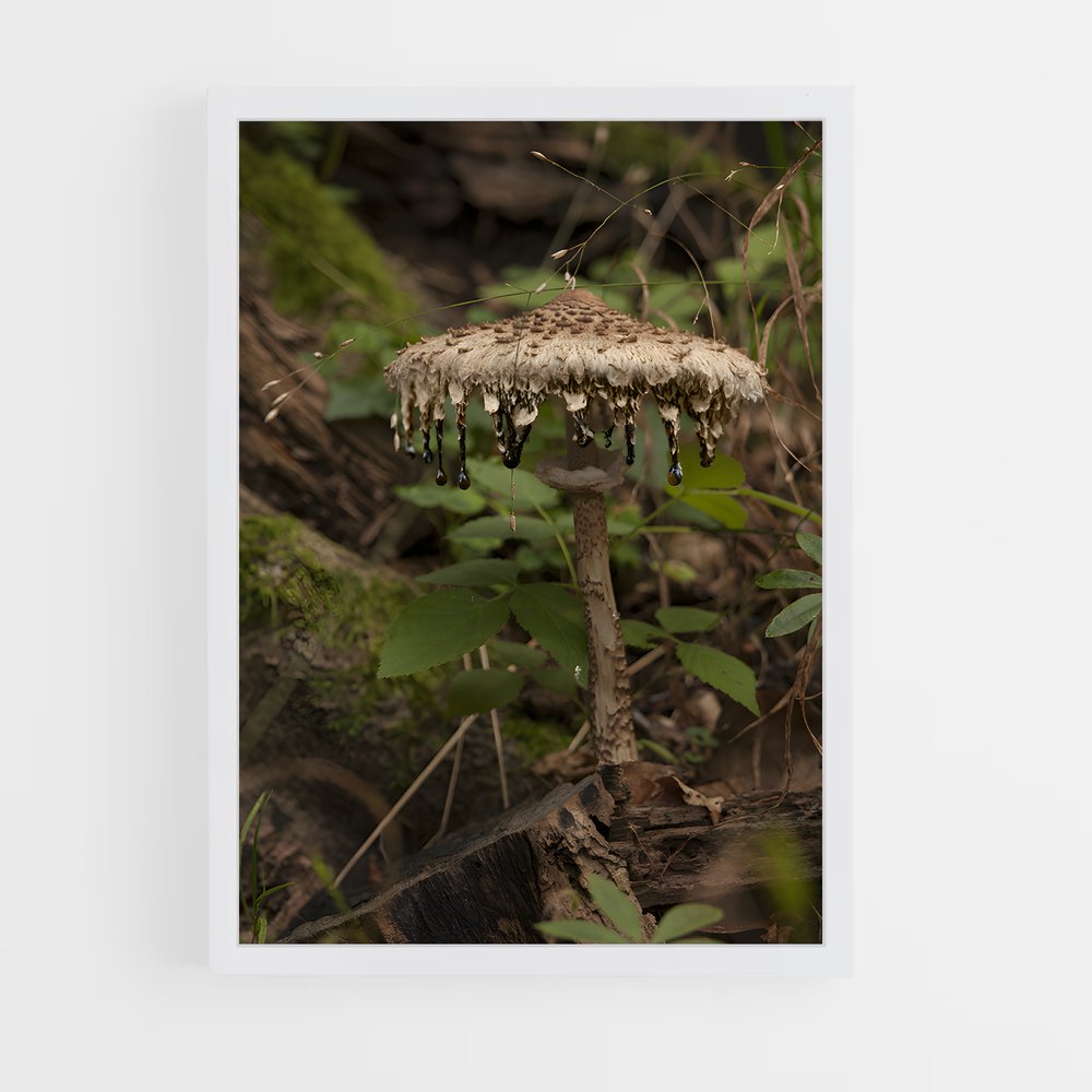 ap-parasol mushroom-2 cadre Blanc