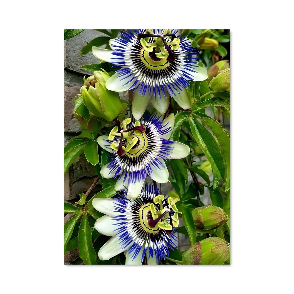 Poster Passion flower 96681