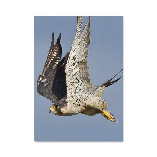 Poster Aile de Pérégrin